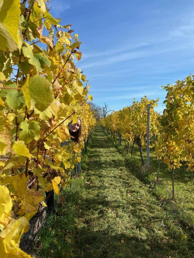 Gite "Le Platane" 45 M2 - Climatise Monswiller Kültér fotó